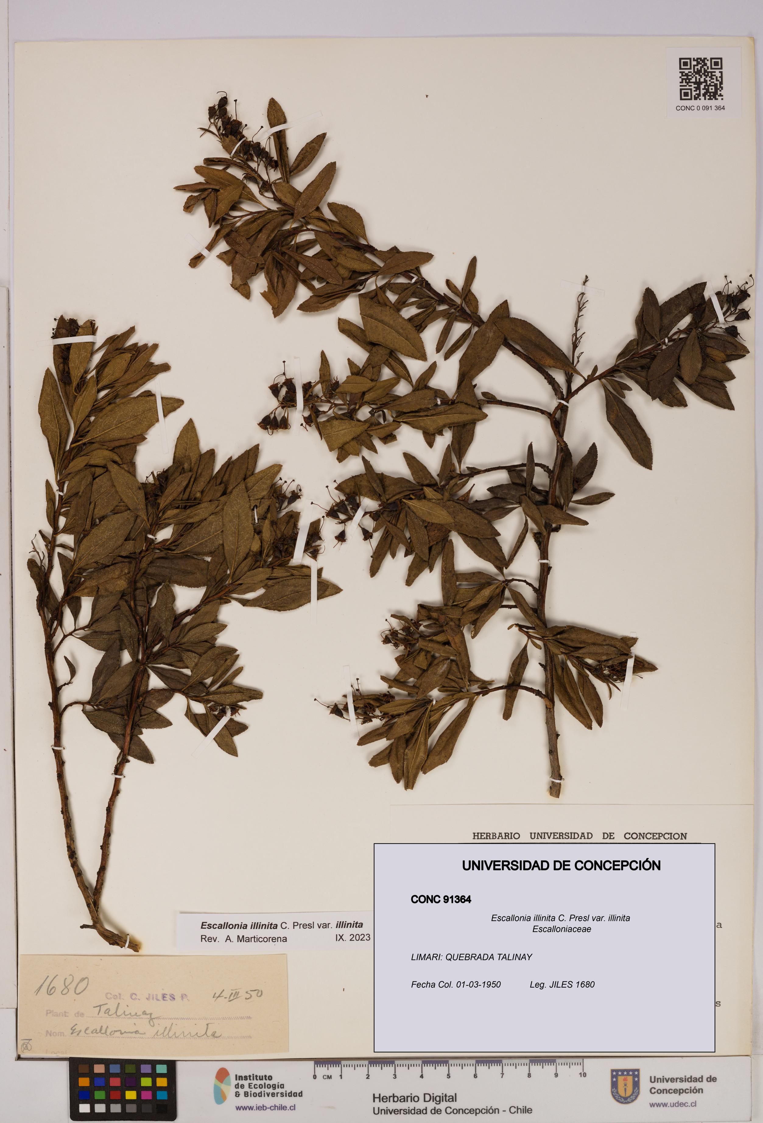 Escallonia illinita [Espécimen: UDEC:CONC:0091364]