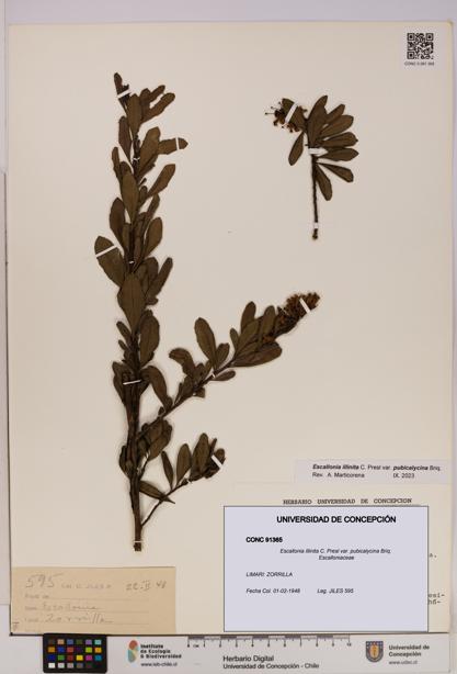 Escallonia illinita [Espécimen: UDEC:CONC:0091365]