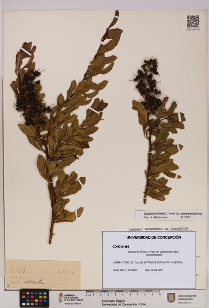 Escallonia illinita [Espécimen: UDEC:CONC:0091366]