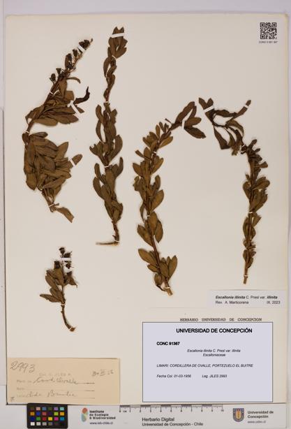 Escallonia illinita [Espécimen: UDEC:CONC:0091367]