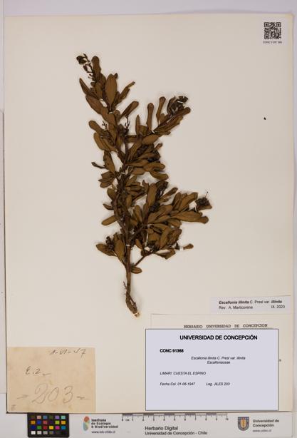 Escallonia illinita [Espécimen: UDEC:CONC:0091368]