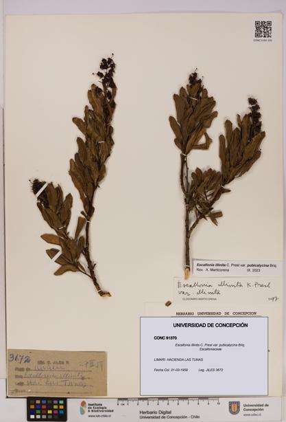 Escallonia illinita [Espécimen: UDEC:CONC:0091370]