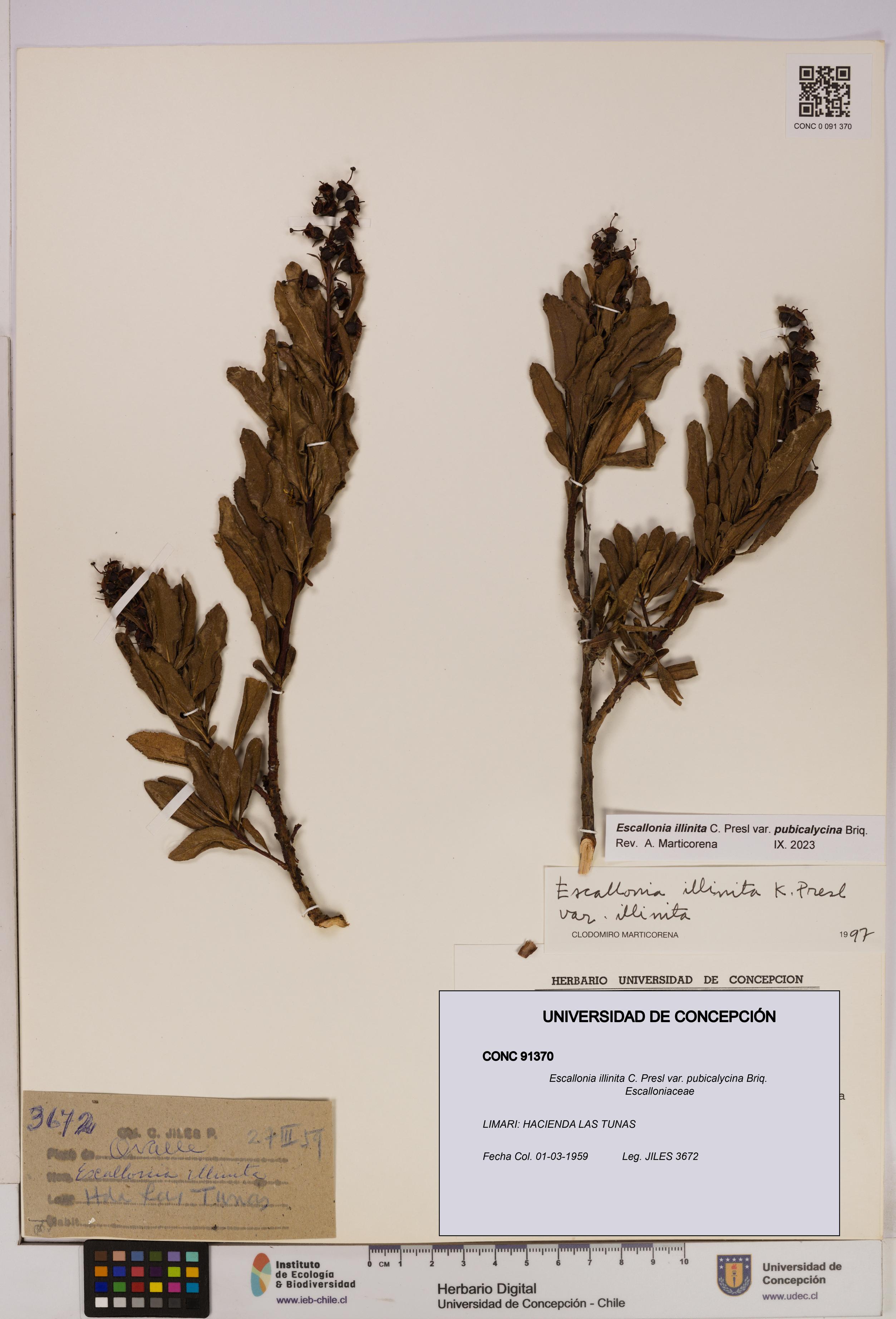 Escallonia illinita [Espécimen: UDEC:CONC:0091370]