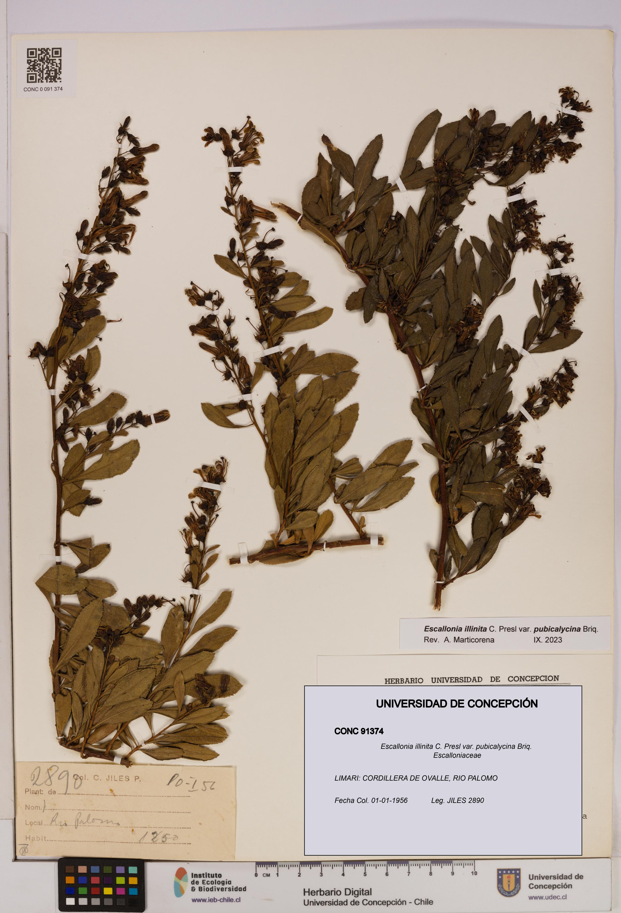 Escallonia illinita [Espécimen: UDEC:CONC:0091374]