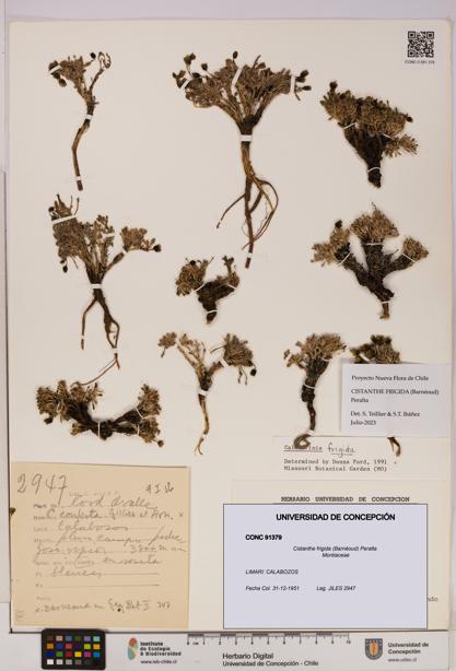Cistanthe frigida [Espécimen: UDEC:CONC:0091379]