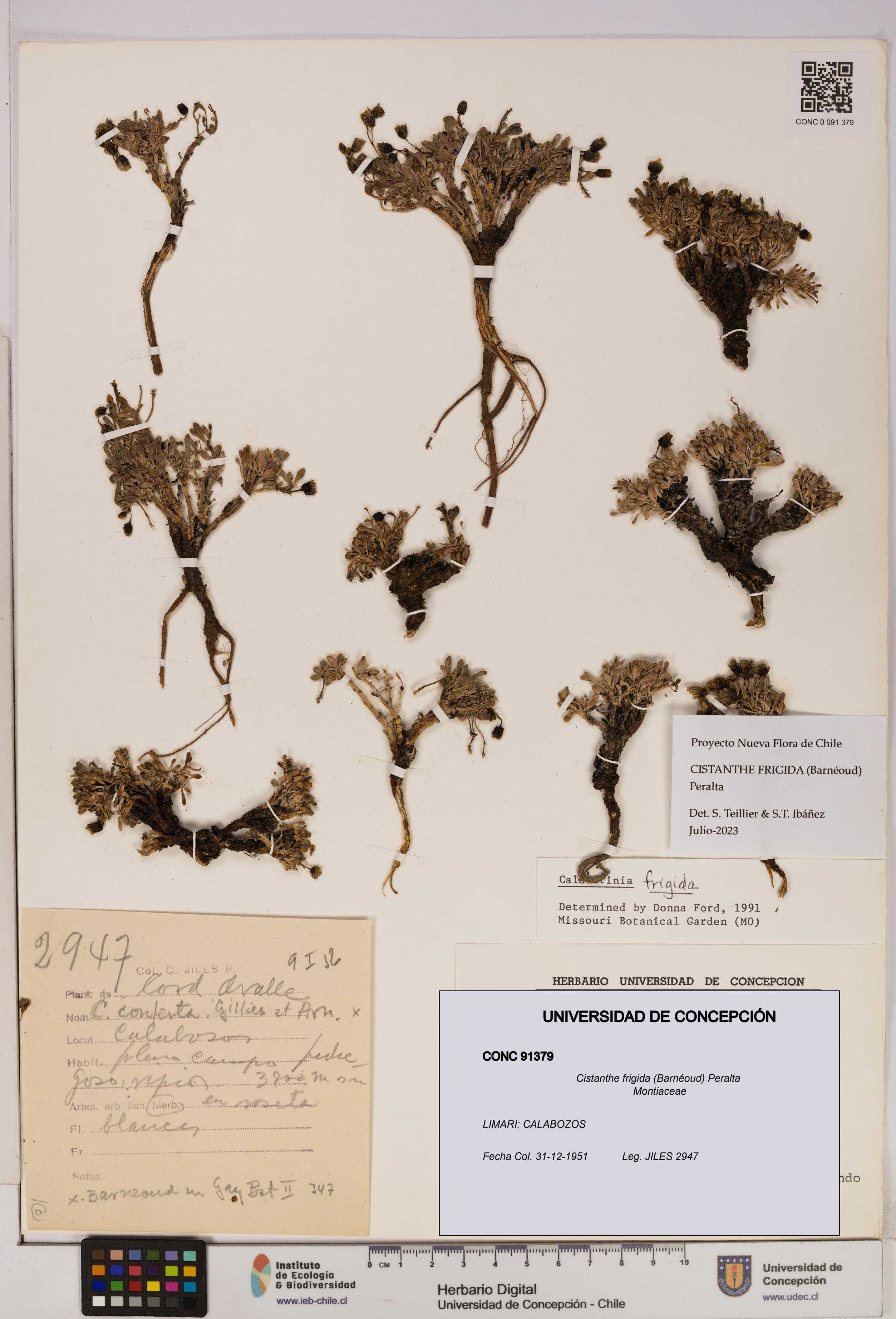 Cistanthe frigida [Espécimen: UDEC:CONC:0091379]