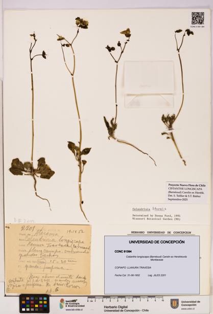 Cistanthe longiscapa [Espécimen: UDEC:CONC:0091394]