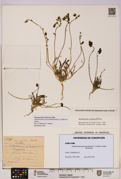Cistanthe glaucopurpurea [Espécimen: UDEC:CONC:0091395]