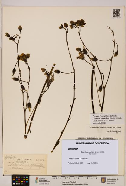 Cistanthe grandiflora [Espécimen: UDEC:CONC:0091397]