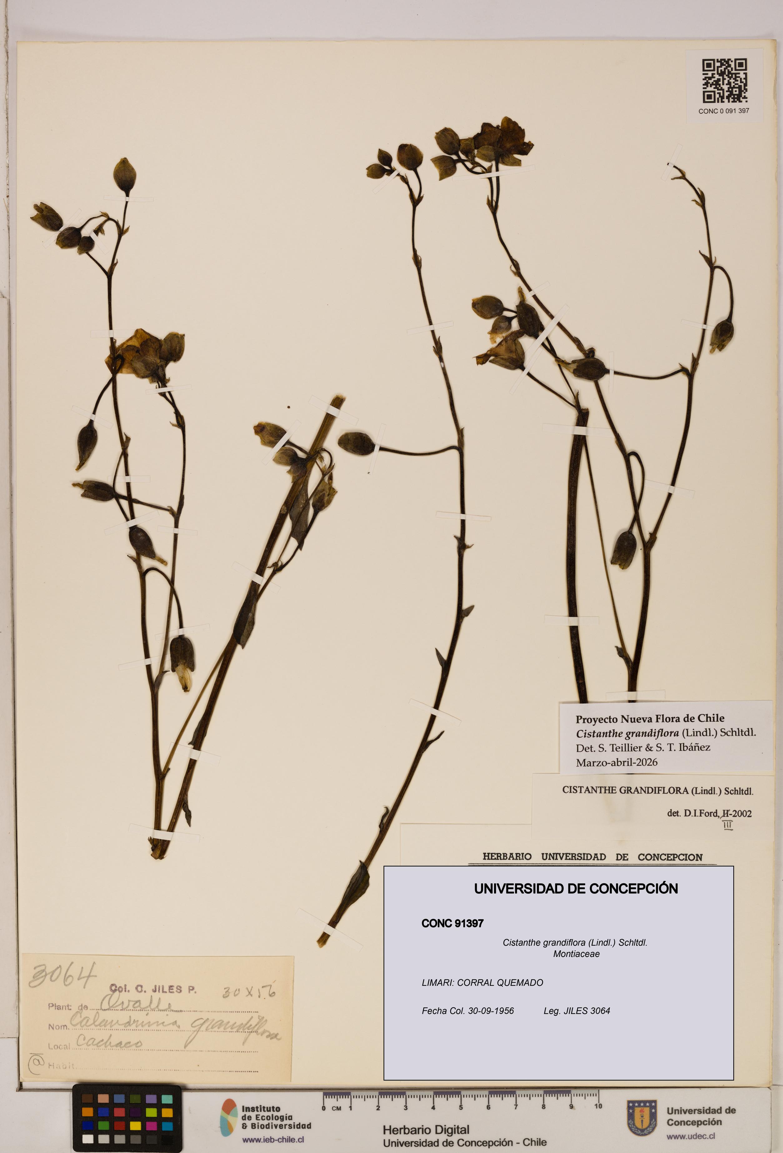 Cistanthe grandiflora [Espécimen: UDEC:CONC:0091397]