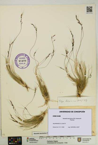 Nassella laevissima [Espécimen: UDEC:CONC:0091400]