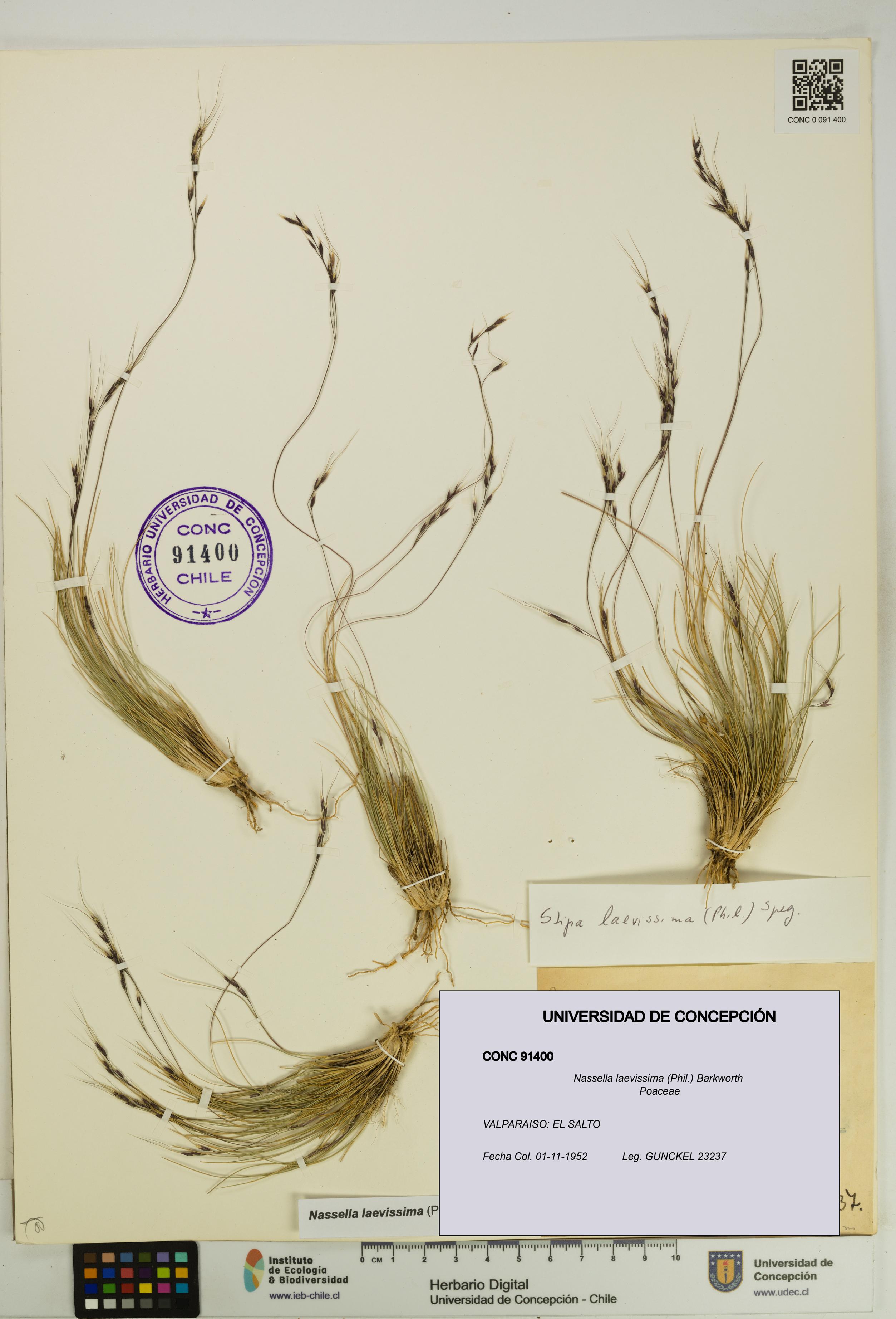 Nassella laevissima [Espécimen: UDEC:CONC:0091400]