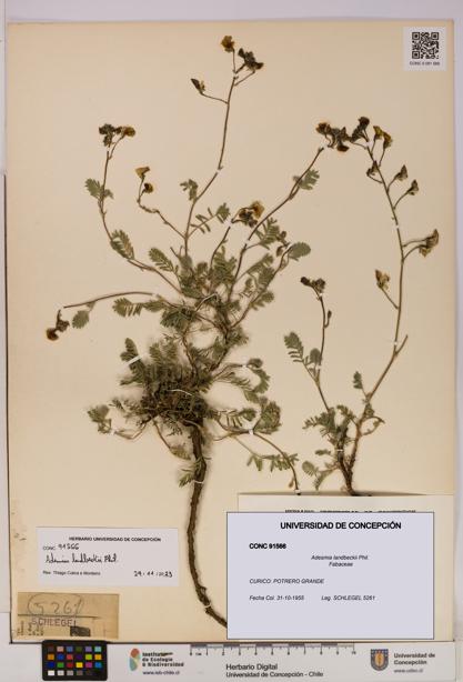 Adesmia landbeckii [Espécimen: UDEC:CONC:0091566]