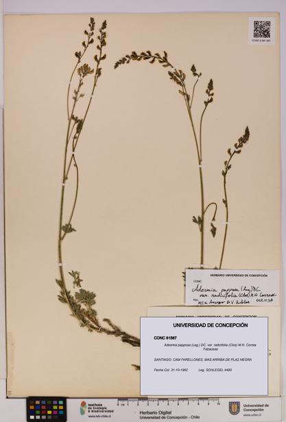 Adesmia papposa var. radicifolia [Espécimen: UDEC:CONC:0091567]