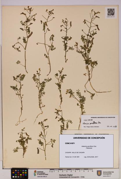 Adesmia parviflora [Espécimen: UDEC:CONC:0091571]