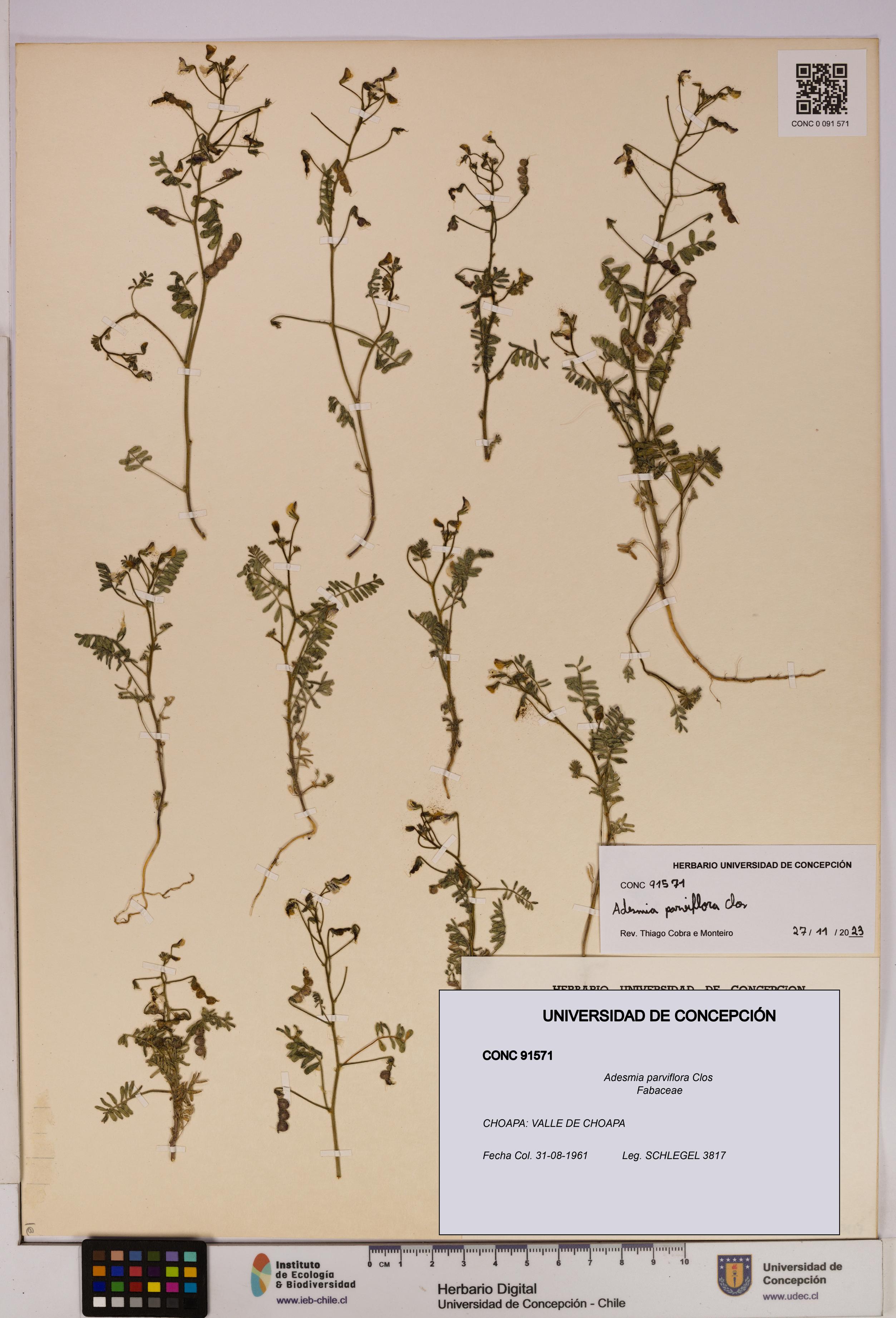 Adesmia parviflora [Espécimen: UDEC:CONC:0091571]