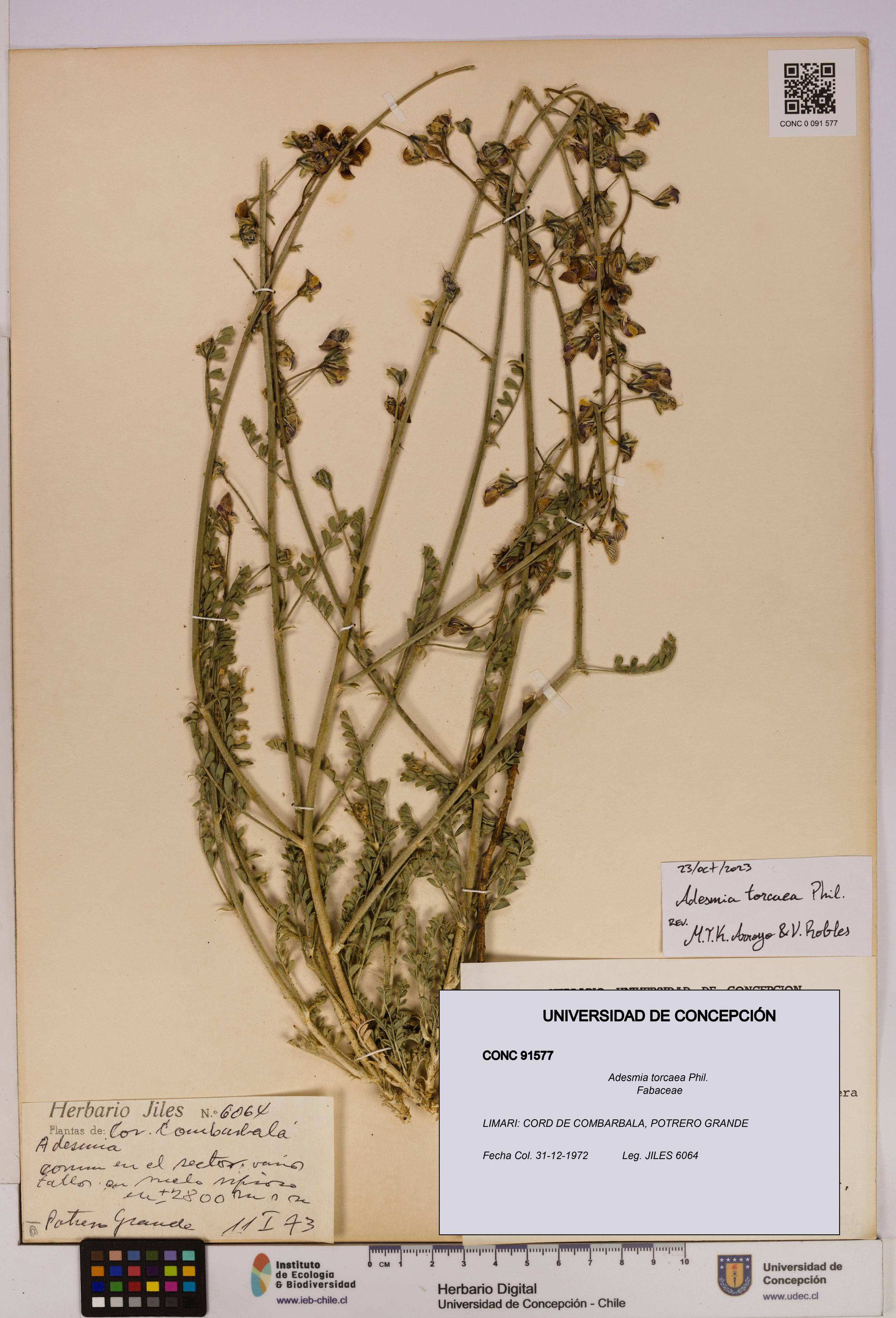Adesmia torcaea [Espécimen: UDEC:CONC:0091577]