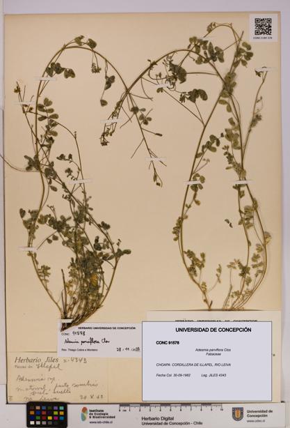 Adesmia parviflora [Espécimen: UDEC:CONC:0091578]