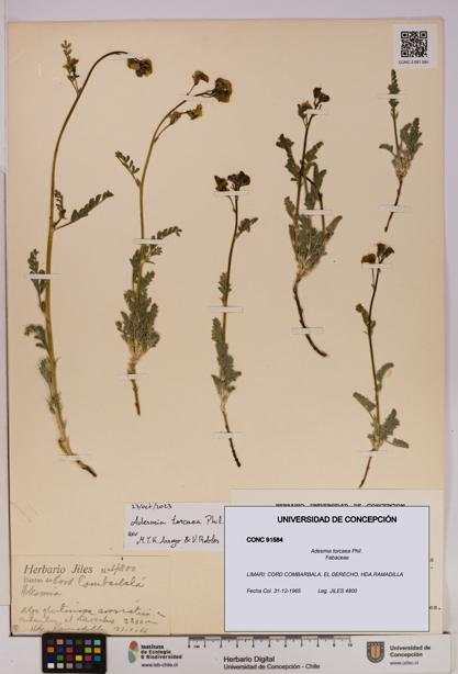 Adesmia torcaea [Espécimen: UDEC:CONC:0091584]