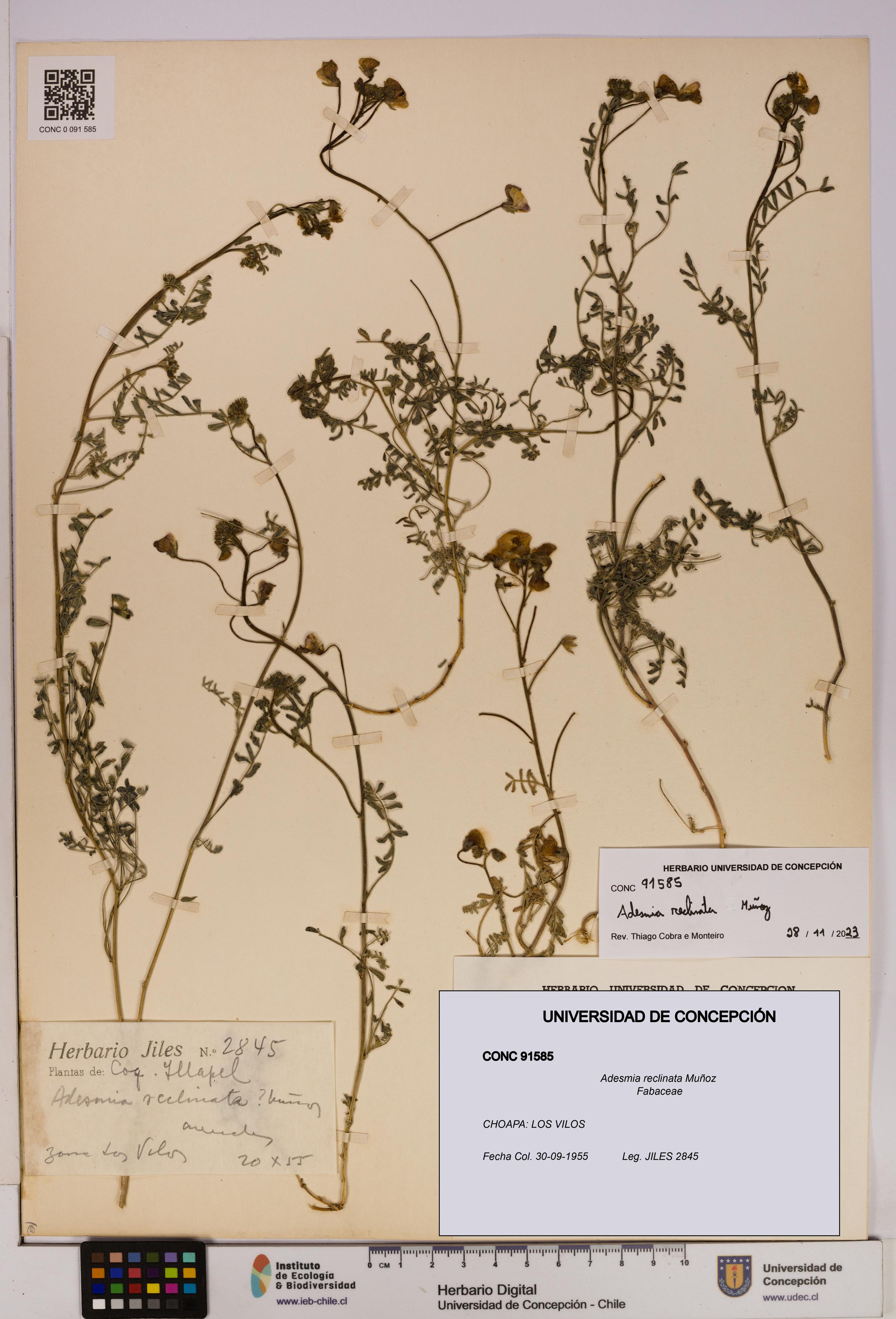 Adesmia reclinata [Espécimen: UDEC:CONC:0091585]