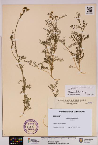 Adesmia reclinata [Espécimen: UDEC:CONC:0091607]