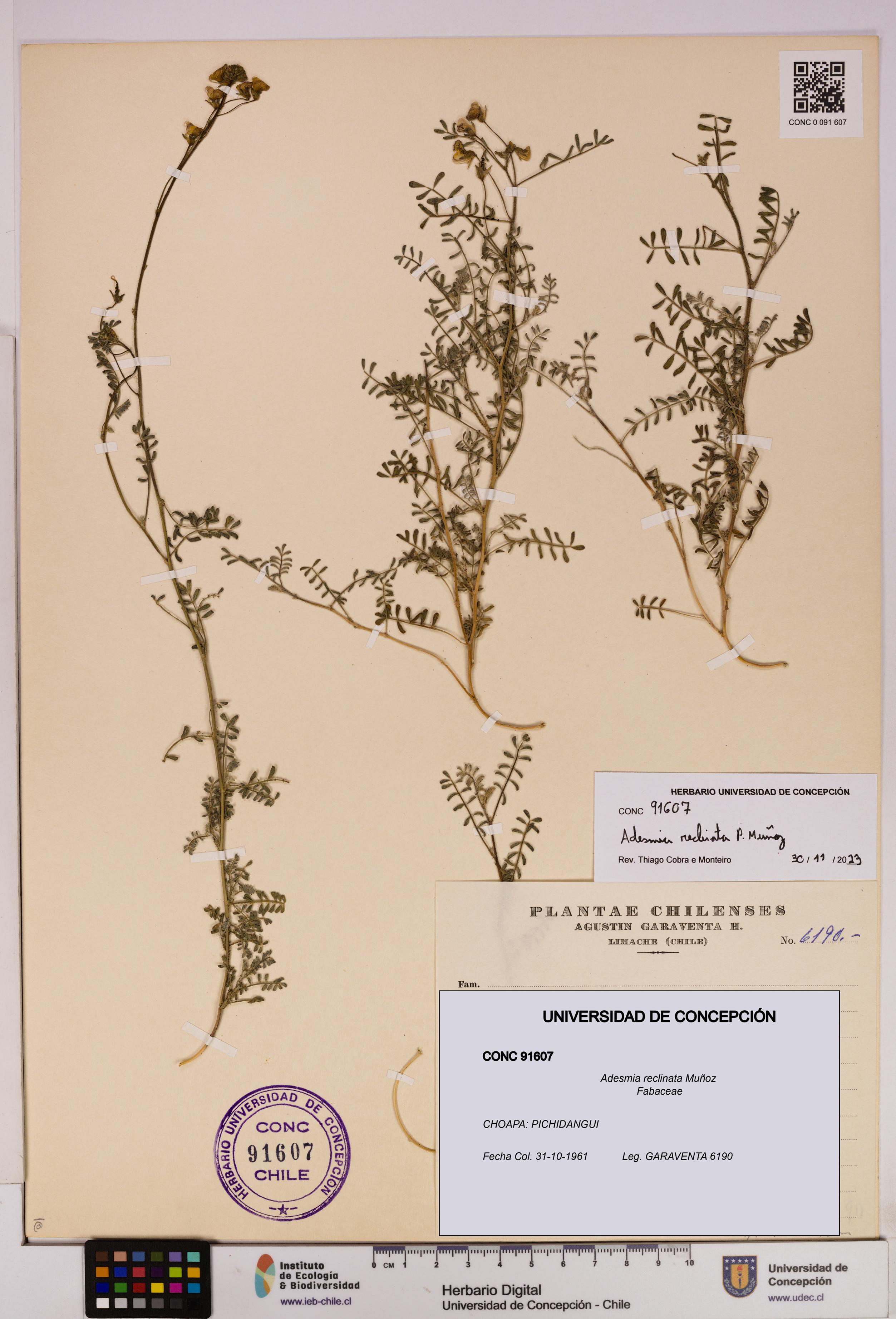 Adesmia reclinata [Espécimen: UDEC:CONC:0091607]