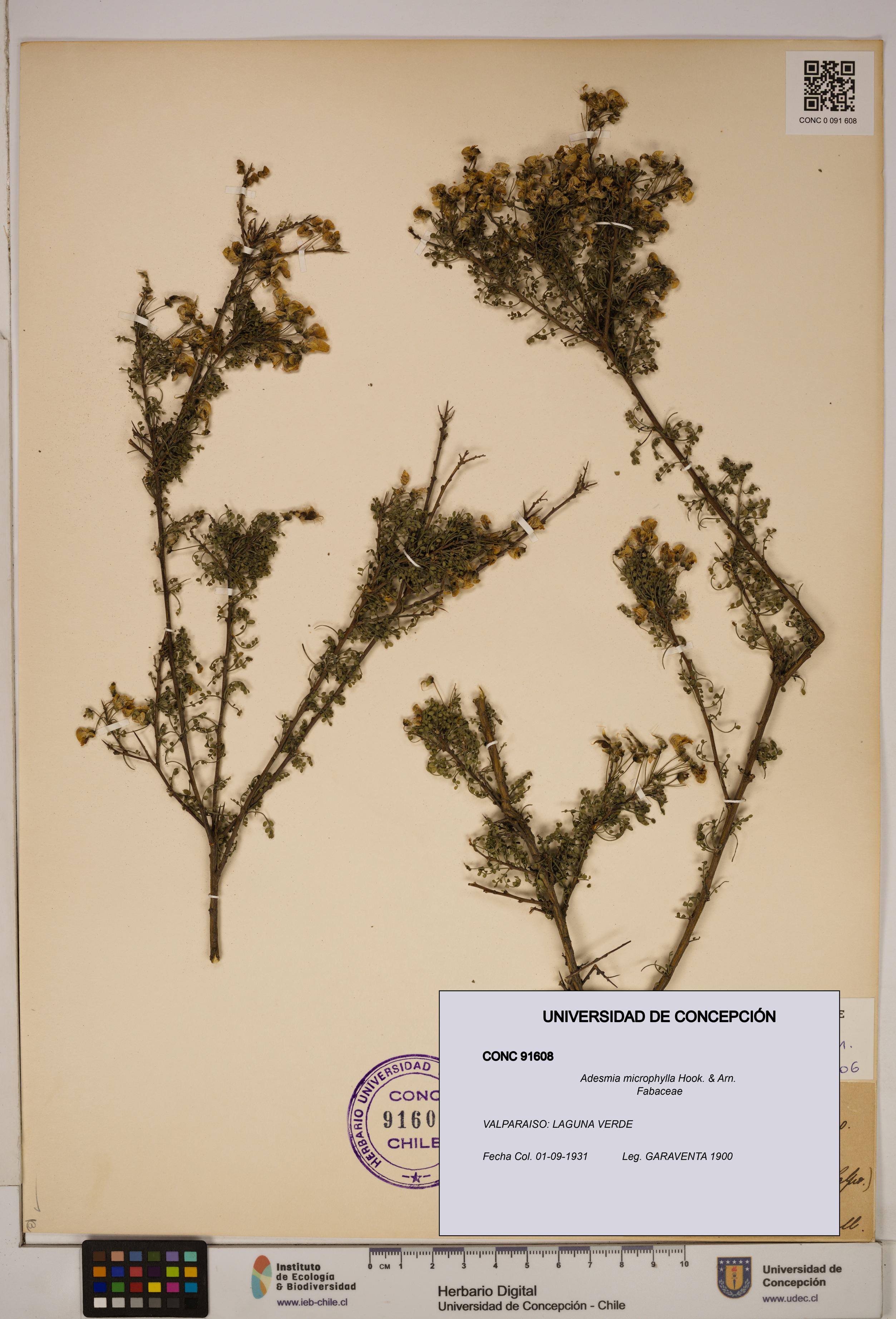 Adesmia microphylla [Espécimen: ]