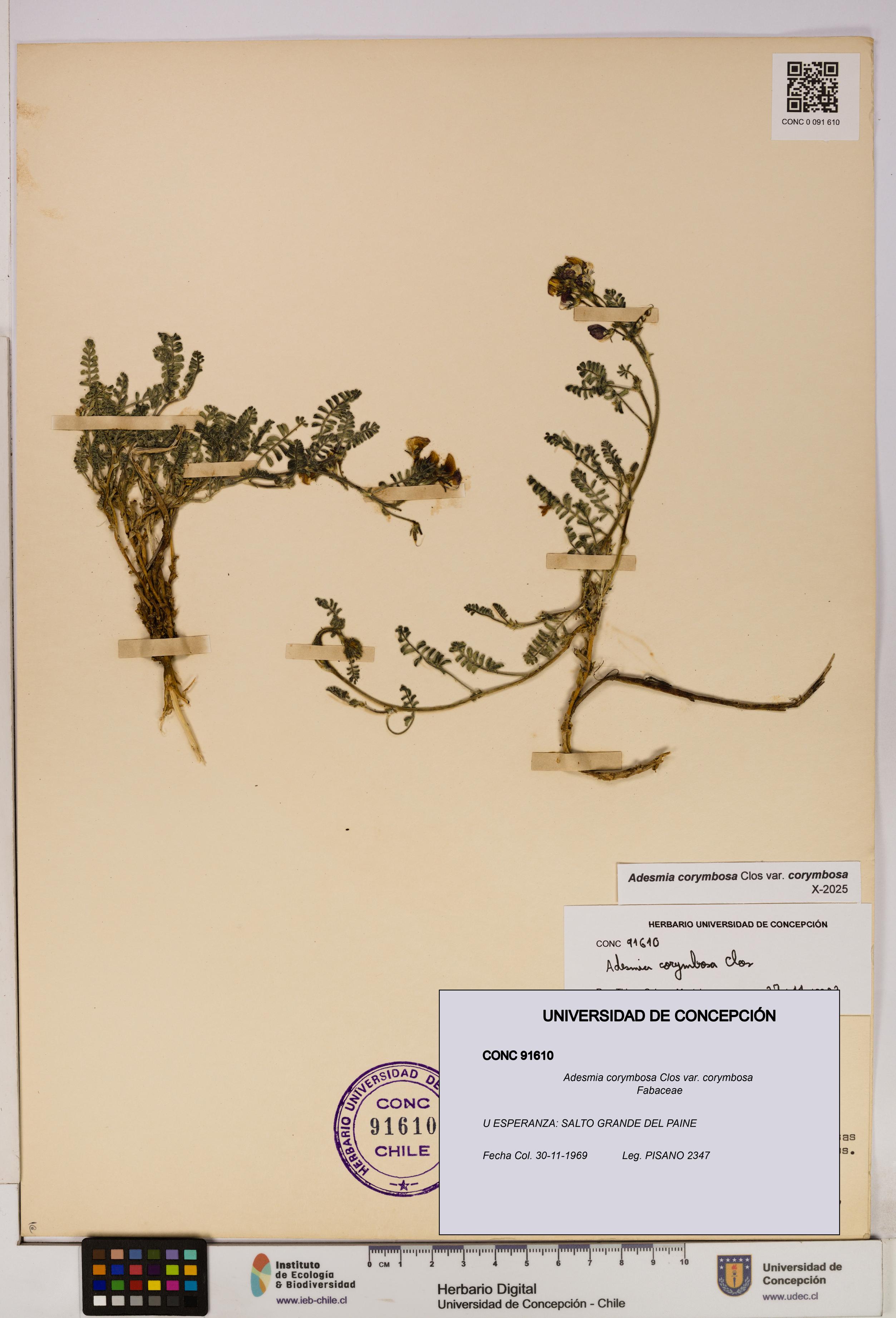 Adesmia corymbosa var. corymbosa [Espécimen: UDEC:CONC:0091610]