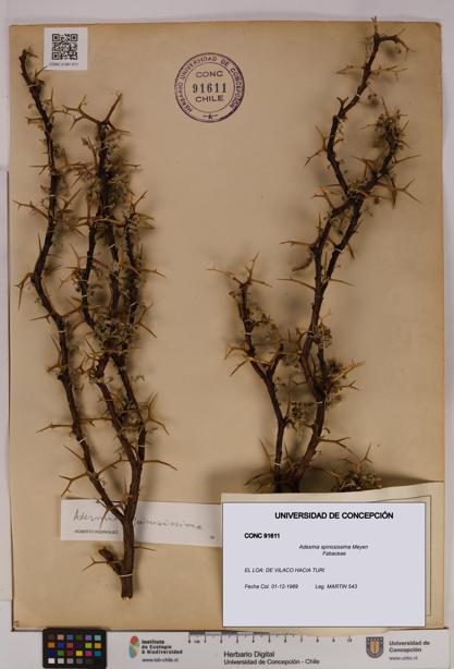 Adesmia spinosissima [Espécimen: UDEC:CONC:0091611]