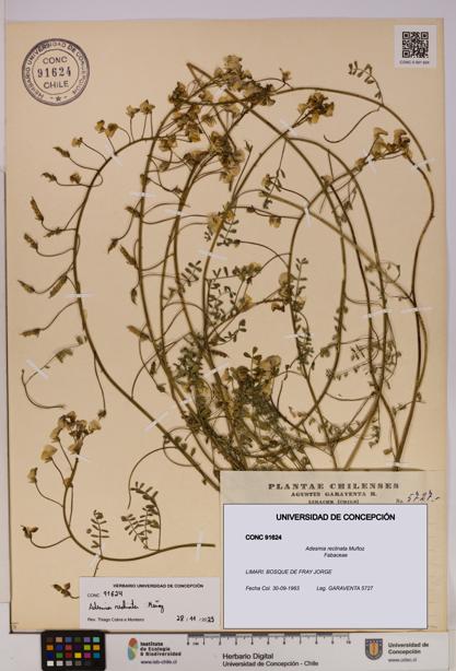 Adesmia reclinata [Espécimen: UDEC:CONC:0091624]