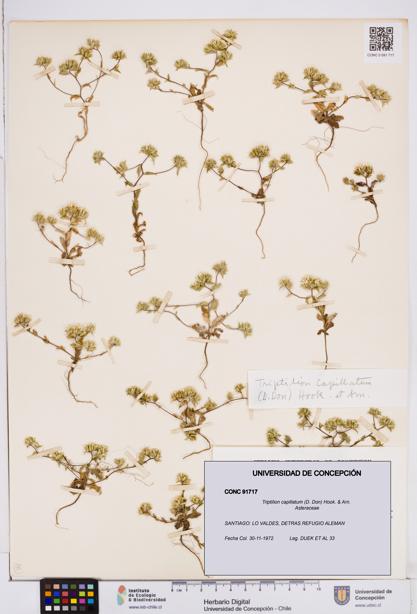 Triptilion capillatum [Espécimen: ]