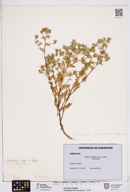 Triptilion cordifolium [Espécimen: ]