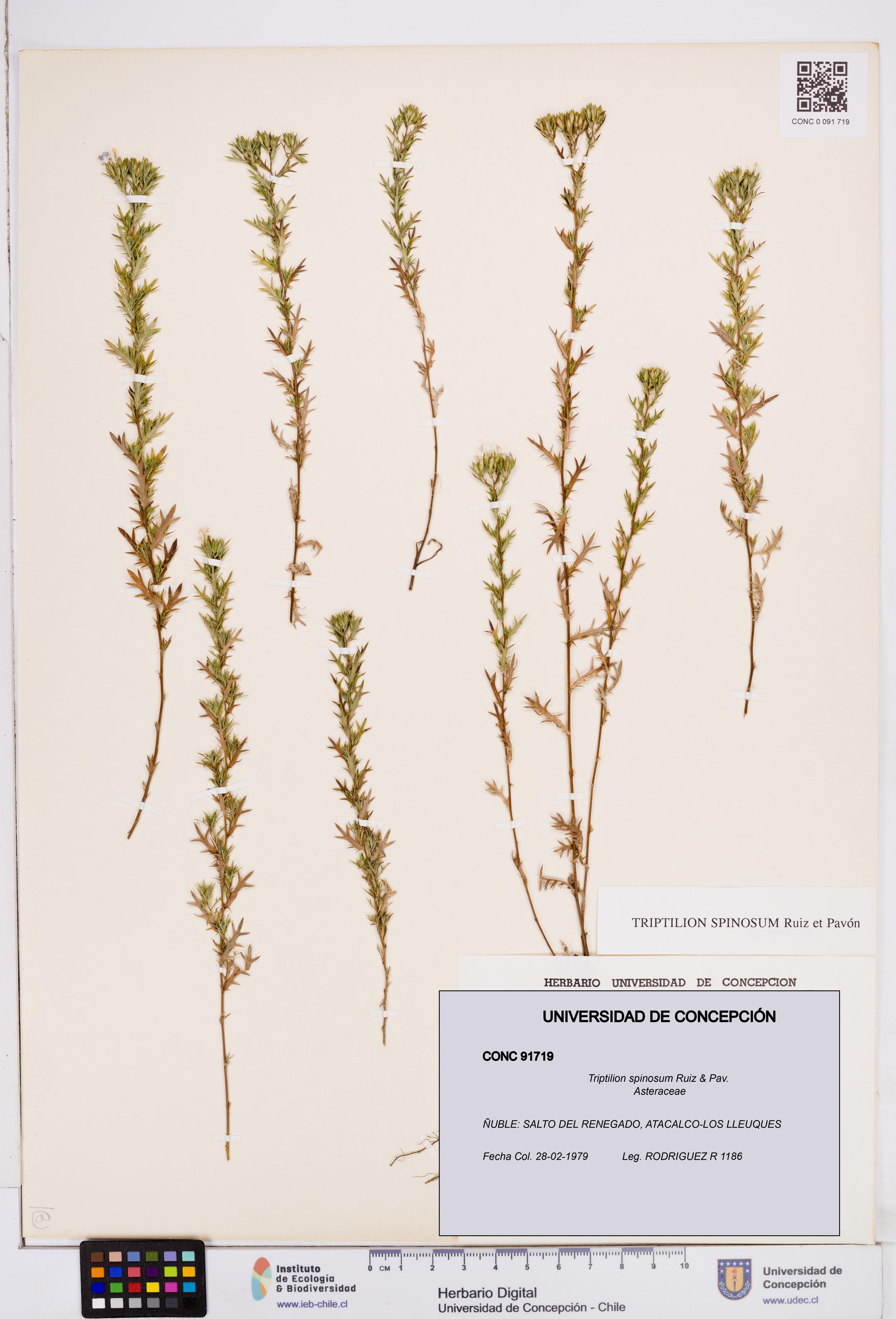 Triptilion spinosum [Espécimen: ]