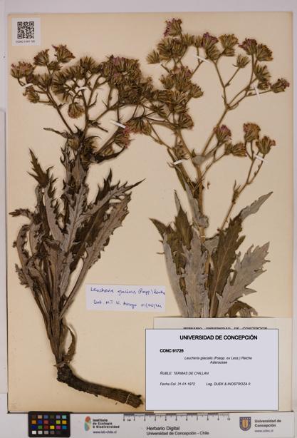 Leucheria glacialis [Espécimen: UDEC:CONC:0091725]