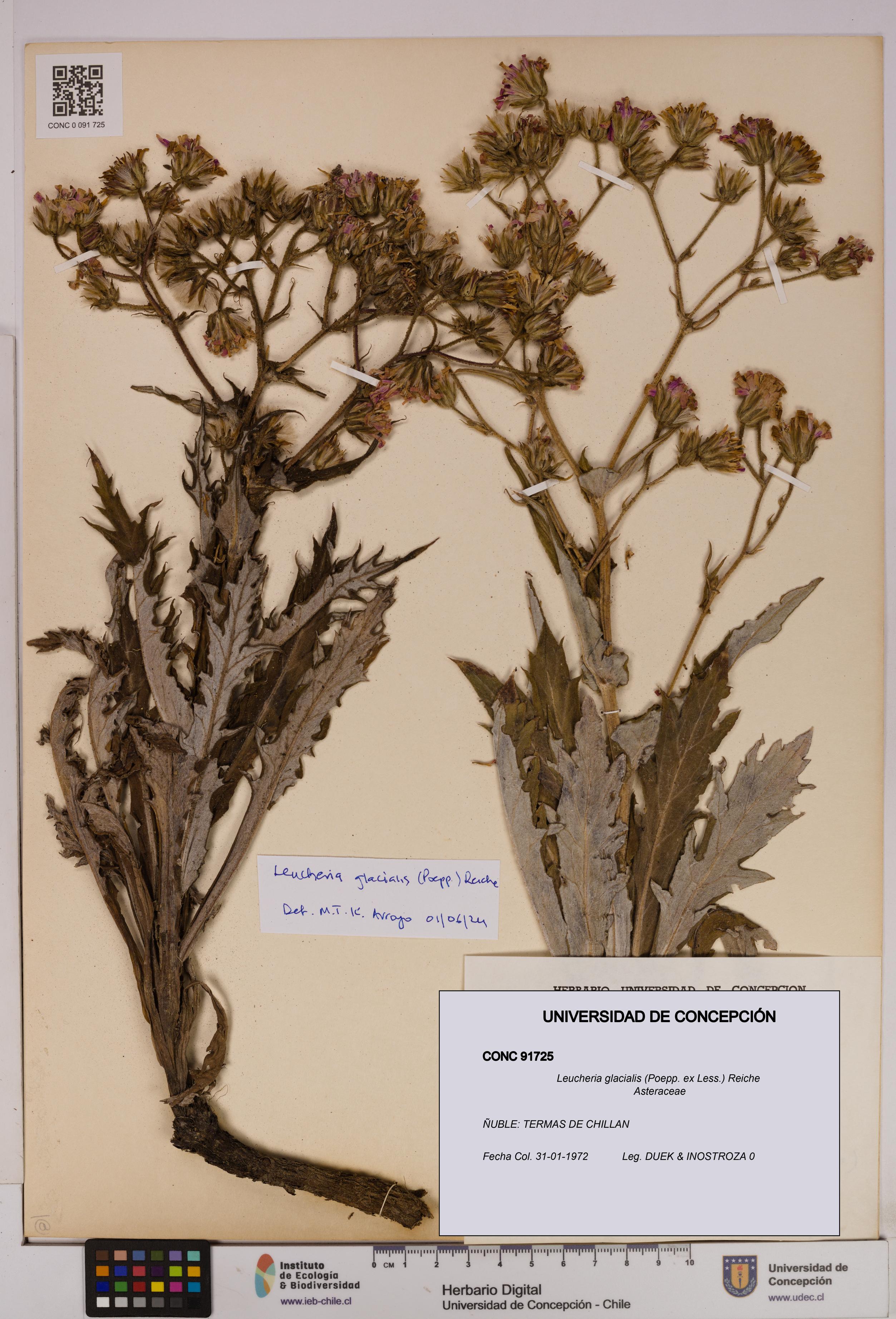 Leucheria glacialis [Espécimen: UDEC:CONC:0091725]