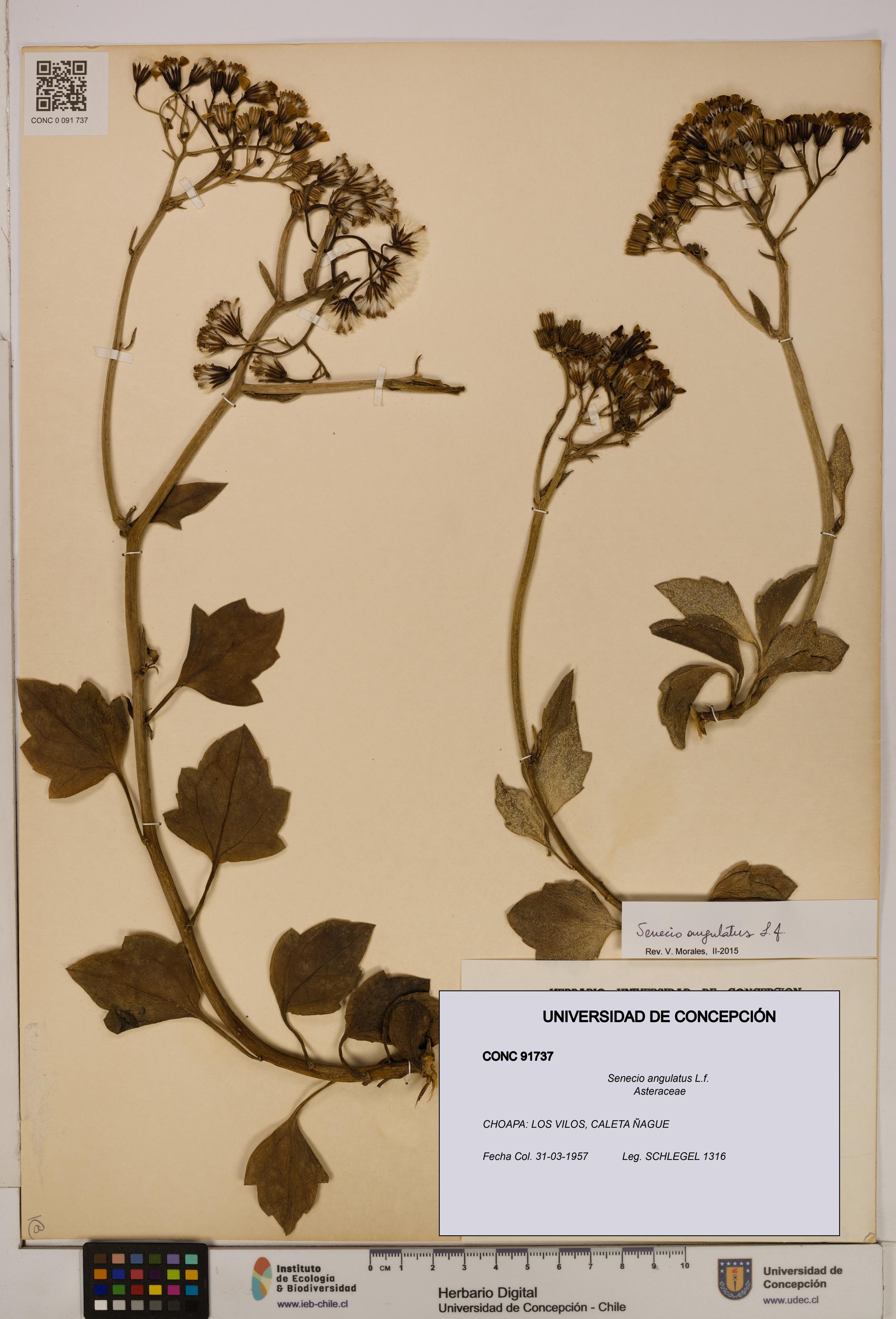 Senecio angulatus [Espécimen: UDEC:CONC:0091737]