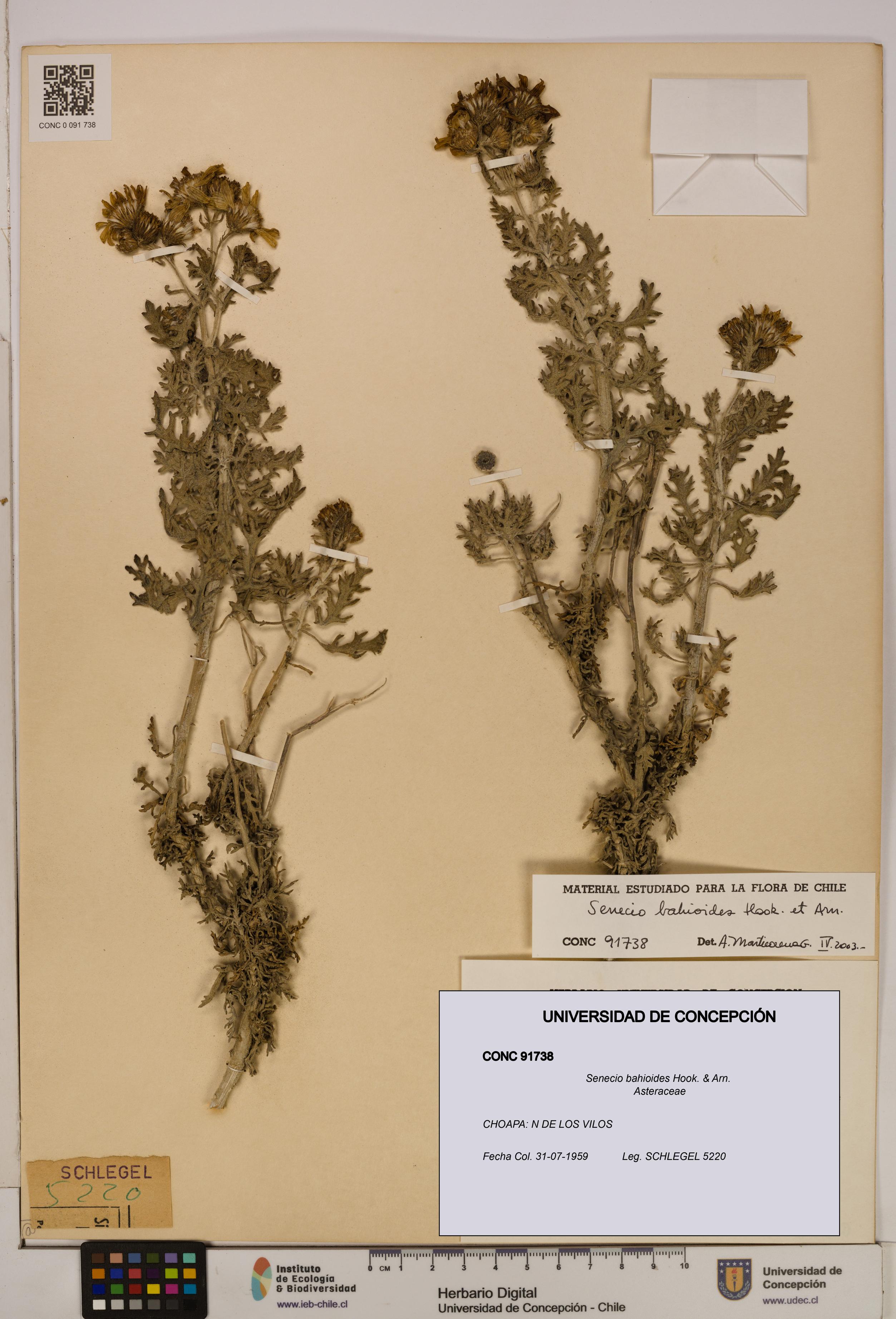 Senecio bahioides [Espécimen: UDEC:CONC:0091738]
