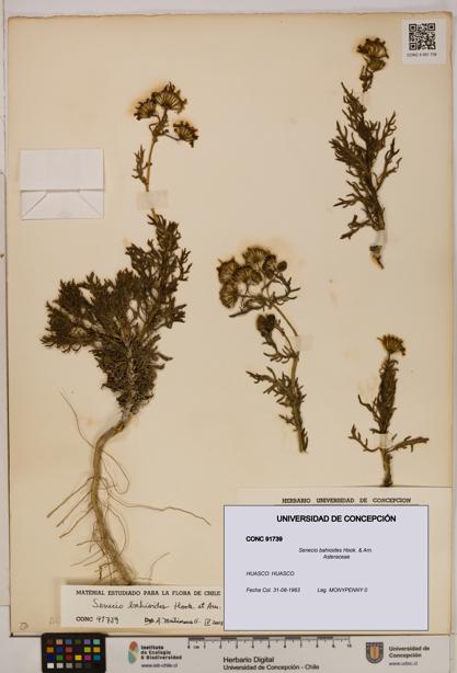 Senecio bahioides [Espécimen: UDEC:CONC:0091739]