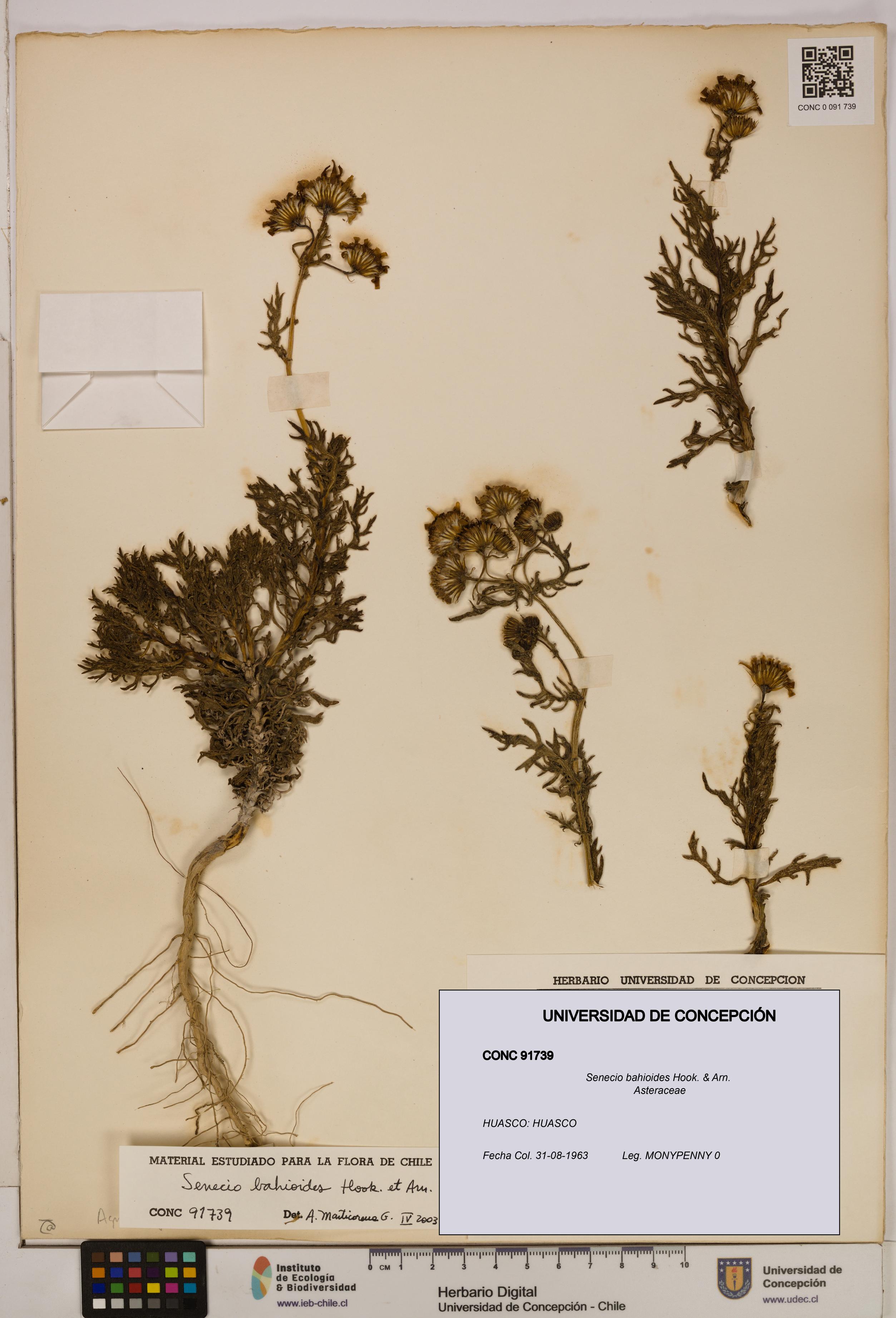 Senecio bahioides [Espécimen: UDEC:CONC:0091739]
