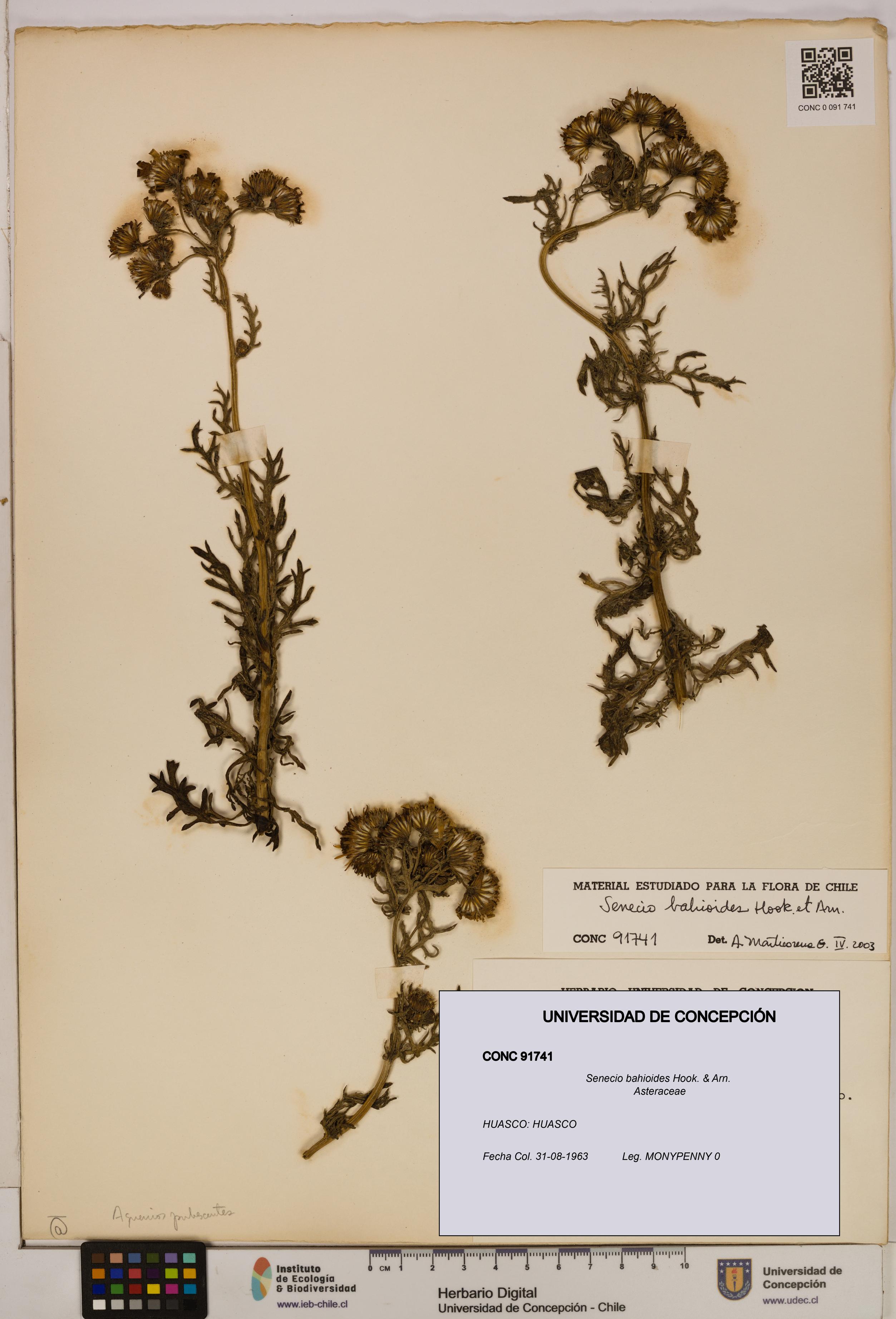Senecio bahioides [Espécimen: UDEC:CONC:0091741]
