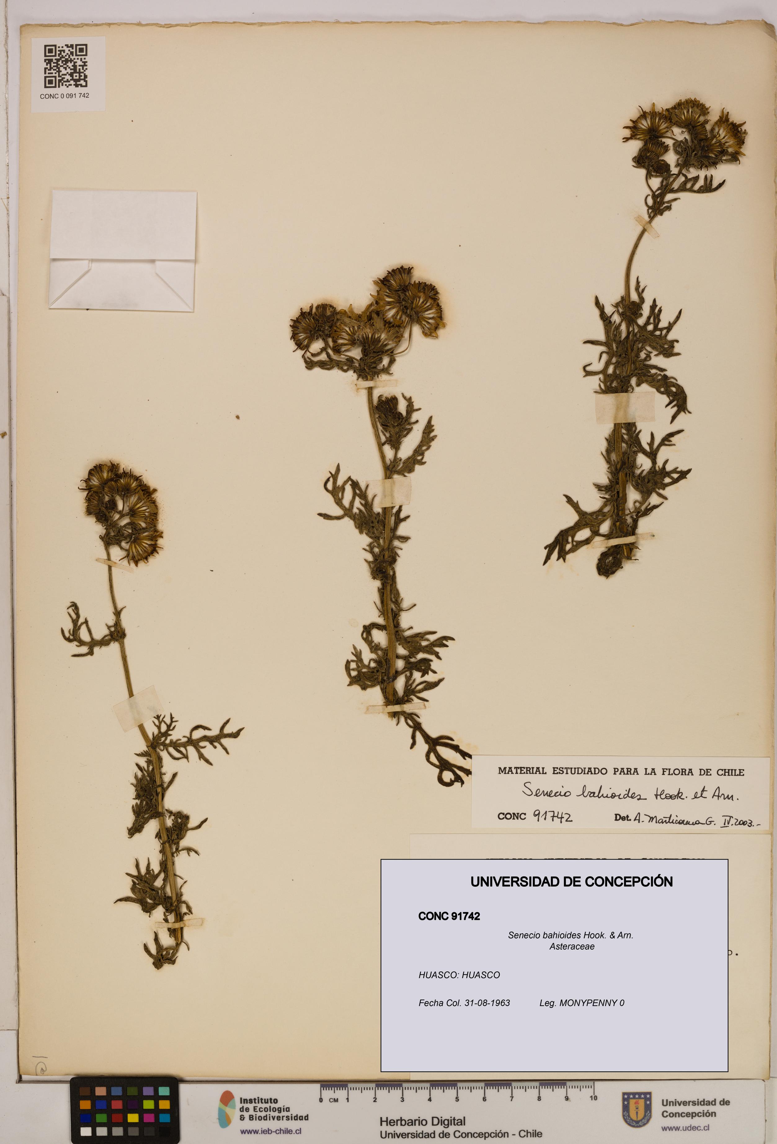 Senecio bahioides [Espécimen: UDEC:CONC:0091742]