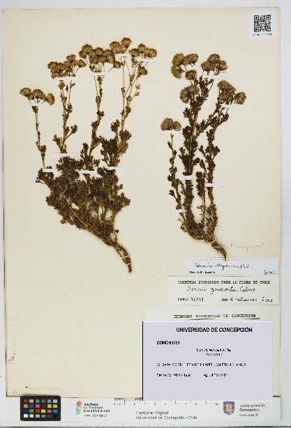 Senecio illapelinus [Espécimen: UDEC:CONC:0091751]