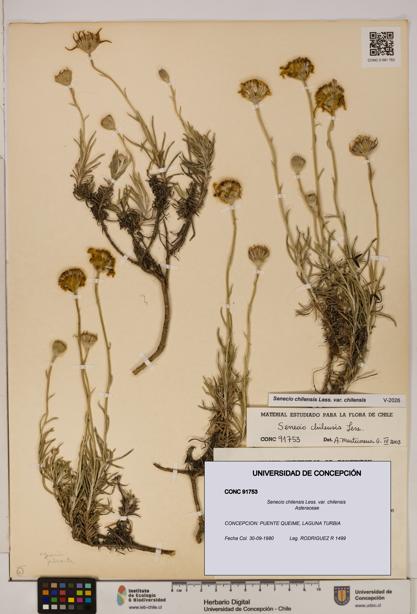 Senecio chilensis var. chilensis [Espécimen: UDEC:CONC:0091753]