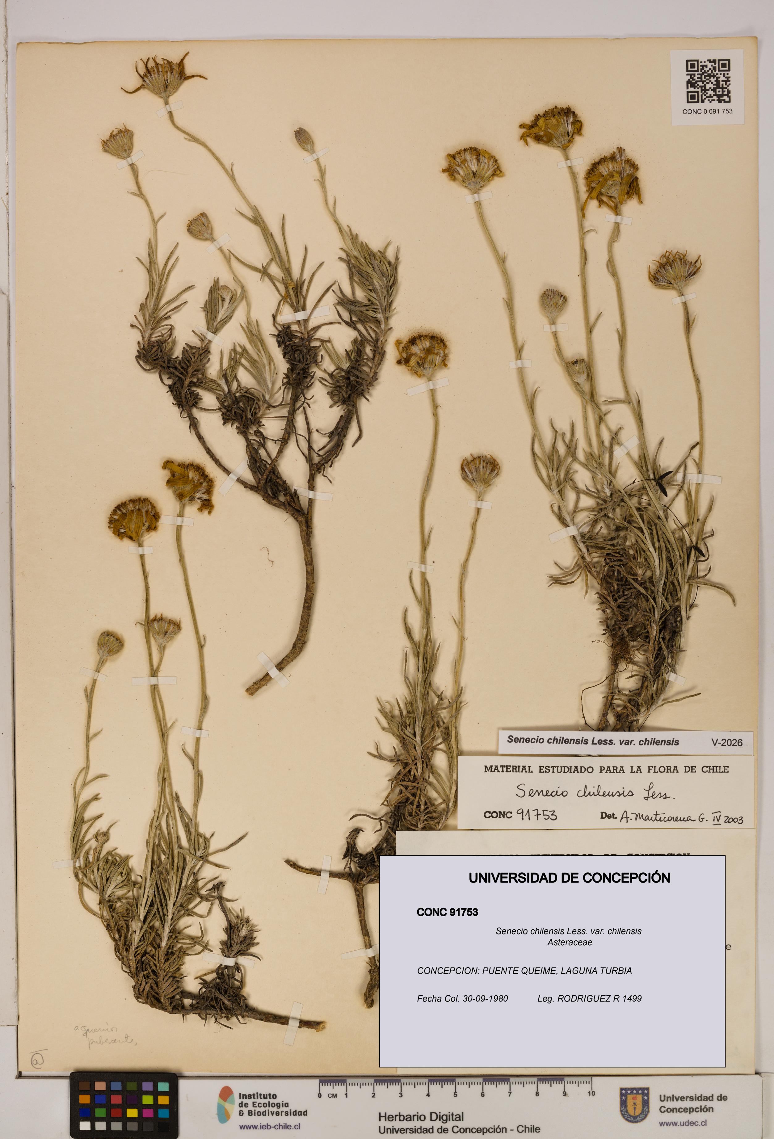 Senecio chilensis var. chilensis [Espécimen: UDEC:CONC:0091753]