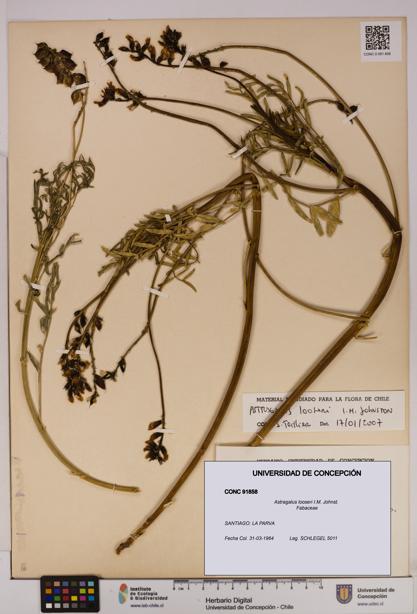 Astragalus looseri [Espécimen: UDEC:CONC:0091858]