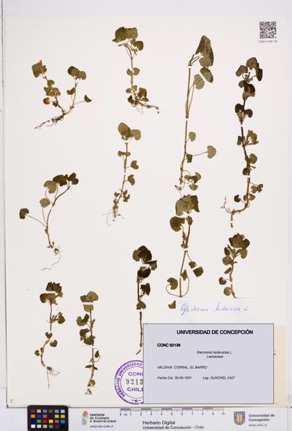 Glechoma hederacea [Espécimen: ]