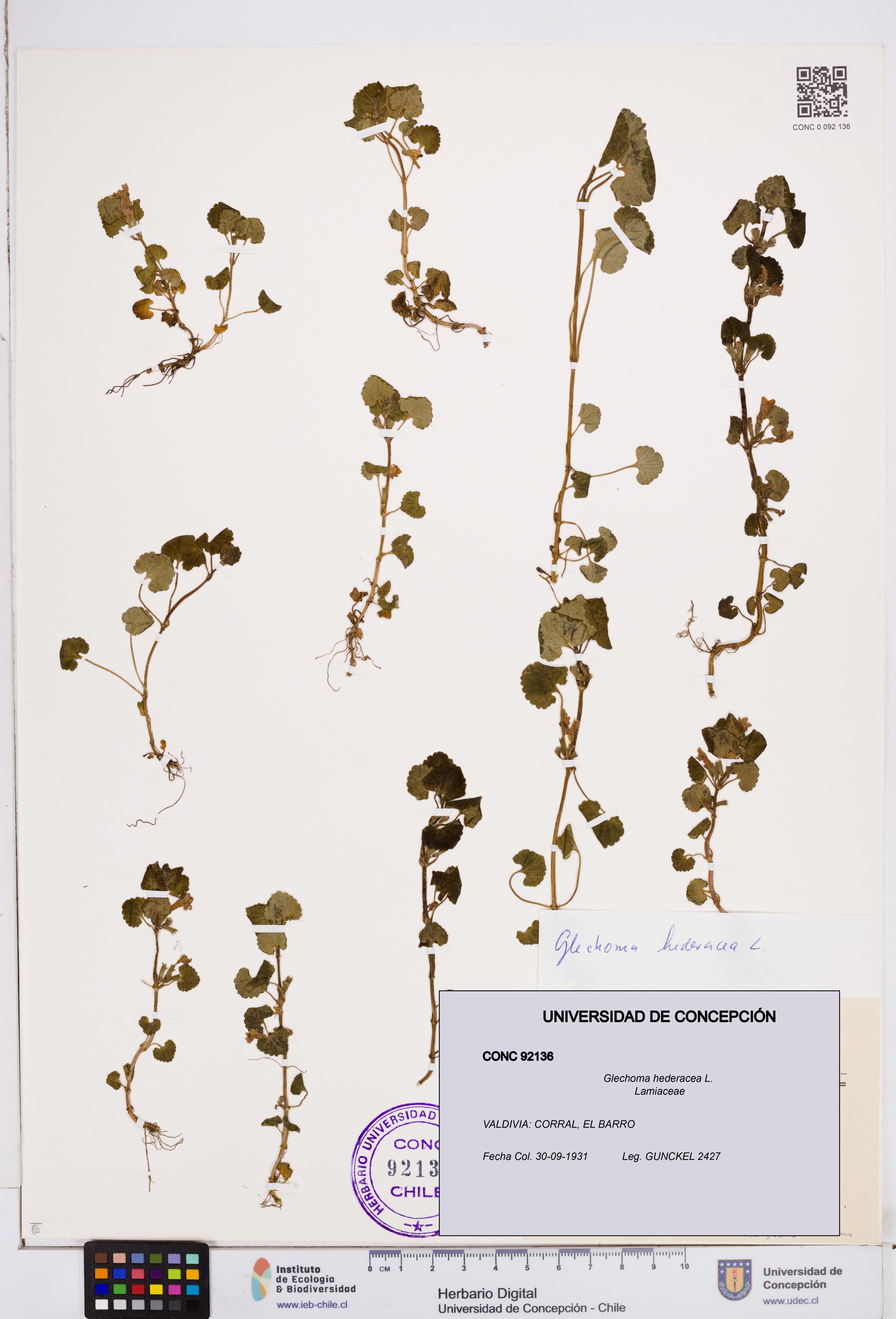Glechoma hederacea [Espécimen: ]