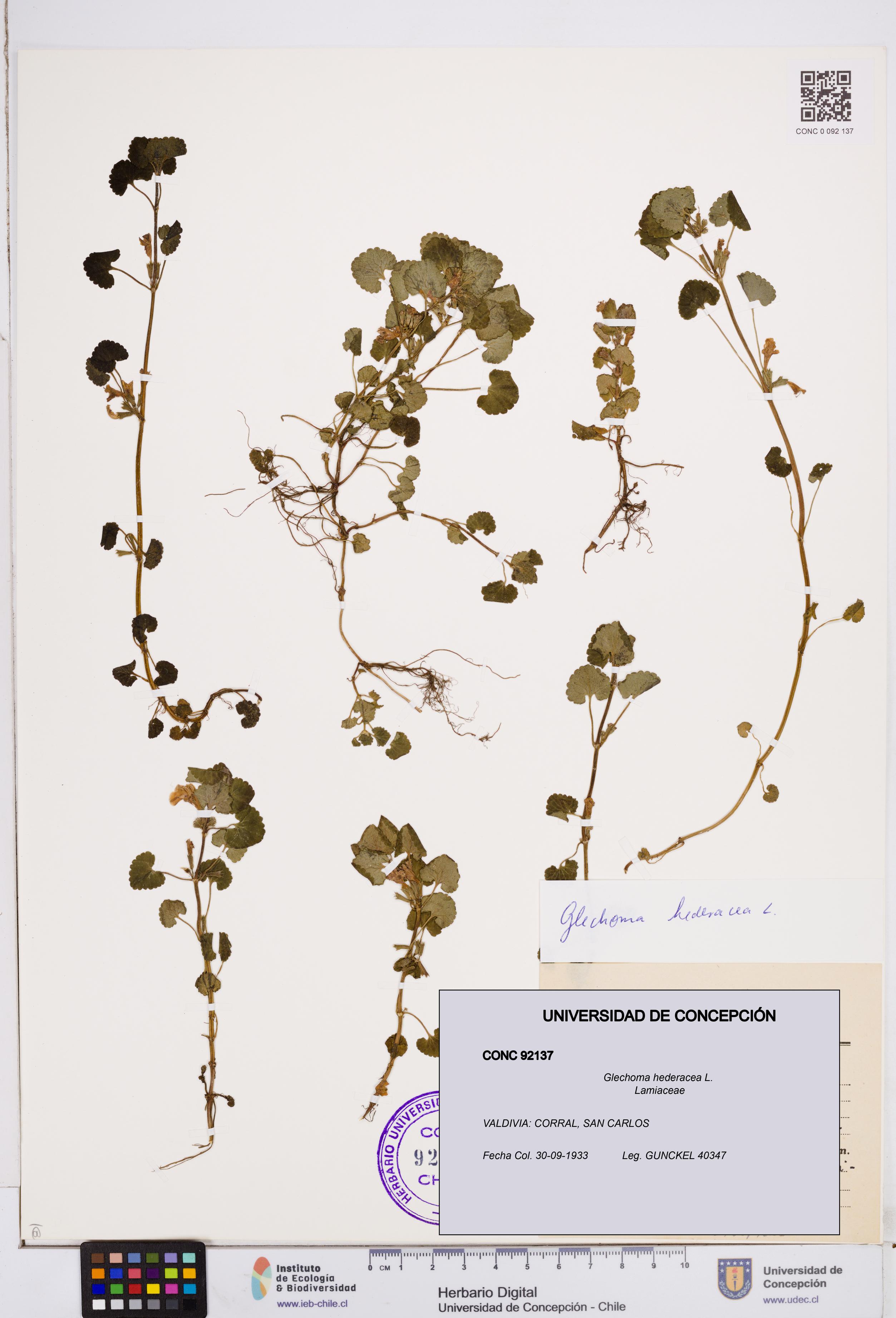 Glechoma hederacea [Espécimen: ]