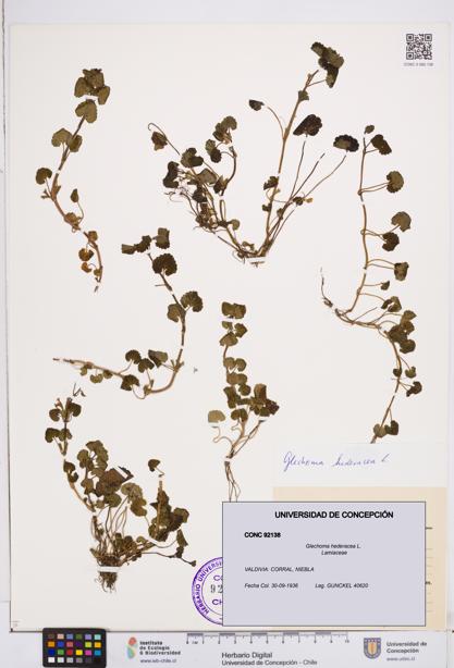 Glechoma hederacea [Espécimen: ]