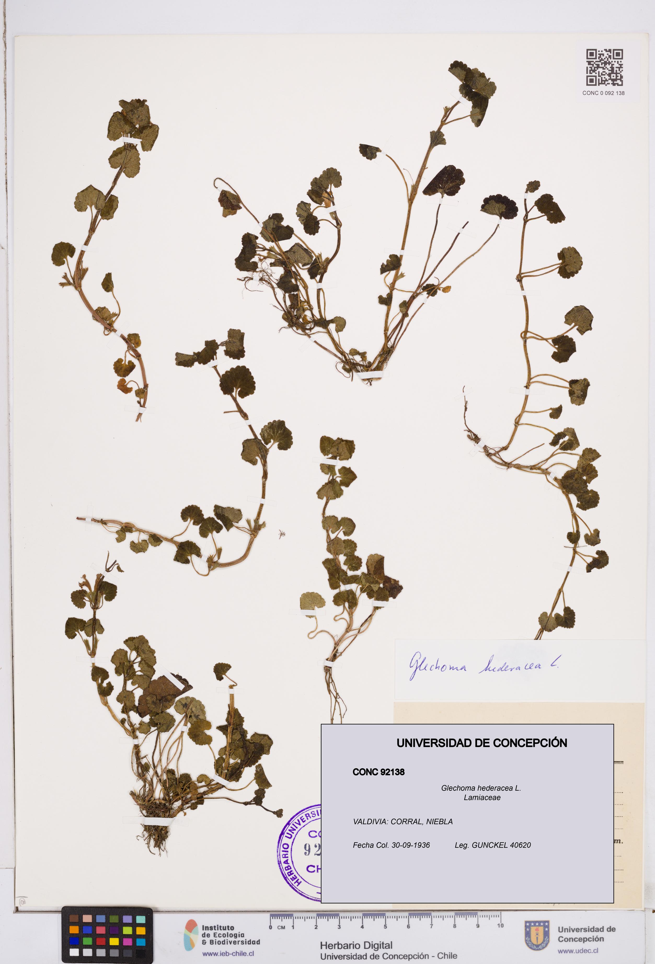 Glechoma hederacea [Espécimen: ]